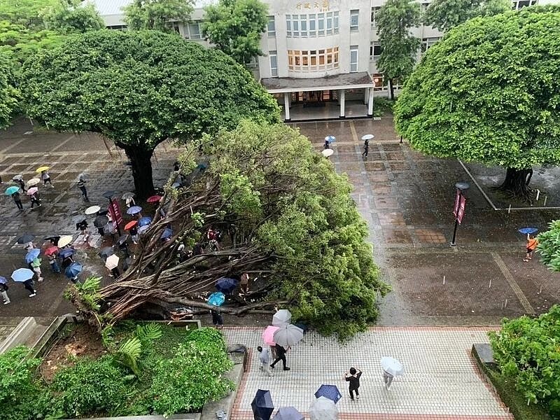 逢甲大學13日傍晚驚傳樹木倒塌,1名男學生遭壓受困,失去呼吸心跳,經送醫搶後仍因傷重不治。圖/民眾提供