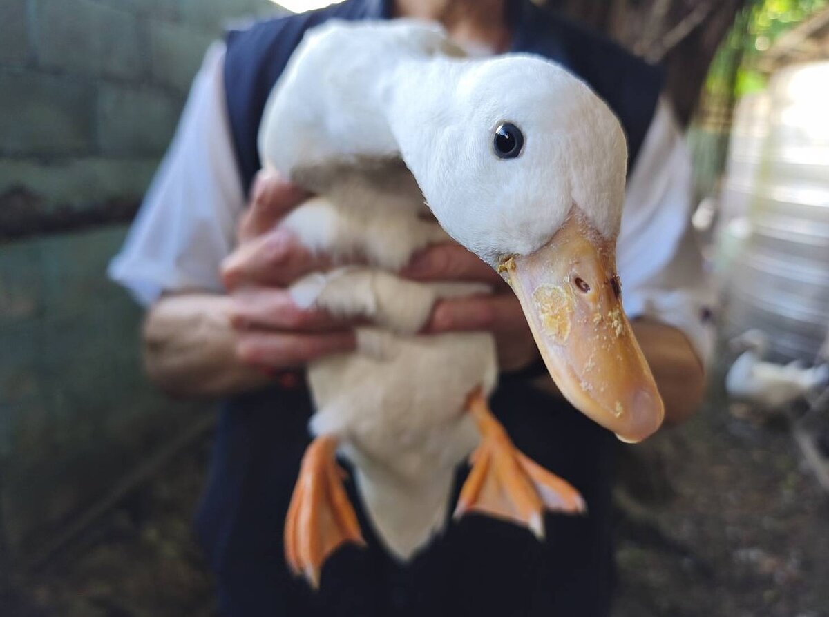 飼主林小姐非常高興找到自家寵物。圖／新北市動保處提供
