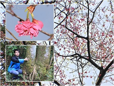 百年山櫻綻放滿樹的紅。(圖/大同鄉公所提供)