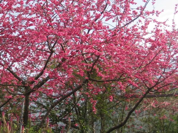 大雪山國家森林遊樂區林道沿線櫻花綻放，帶來春意與增添喜氣。（記者黃玉鼎攝）