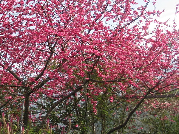 大雪山國家森林遊樂區林道沿線櫻花綻放,帶來春意與增添喜氣。(記者黃玉鼎攝)