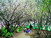 馬公草埔頂梅花開　走春看「雪海」