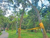 避免逢大憾事　東海移除危樹