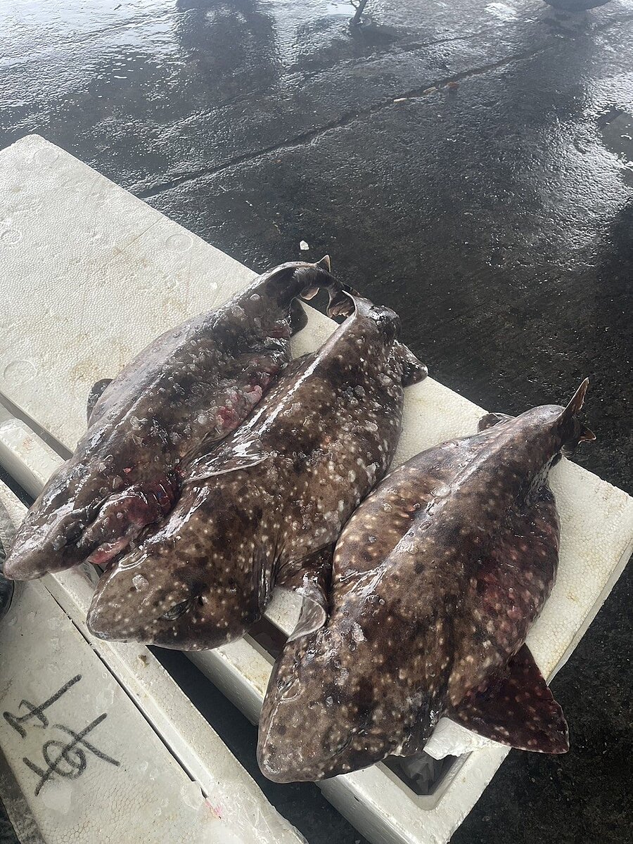 恆春後壁湖漁民近日捕獲3尾外型奇特的鯊魚,經高雄科技大學水產養殖系副教授何宣慶鑑定為稀有物種「台灣絨毛鯊」。圖/漁民提供