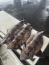 恆春漁民捕獲3尾怪魚　學者鑑定為稀有「台灣絨毛鯊」