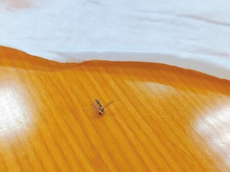 夏天常見蚊蟲叮咬,醫師提醒,只要避免搔抓、以清水沖洗、冰敷緩解癢感即可,切勿聽信坊間偏方,以免發生感染。(王家瑜攝)