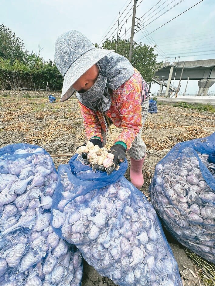 老農民欣悅今年蒜頭豐收且品質、價格俱佳,只是擔心蒜未曬乾又被偷。記者蔡維斌/攝影