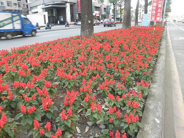 台南真有春，工務局百花妝點市容迎新春。