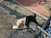 台南觀光農村頻傳貓犬遭毒殺　居民：還要發生幾次