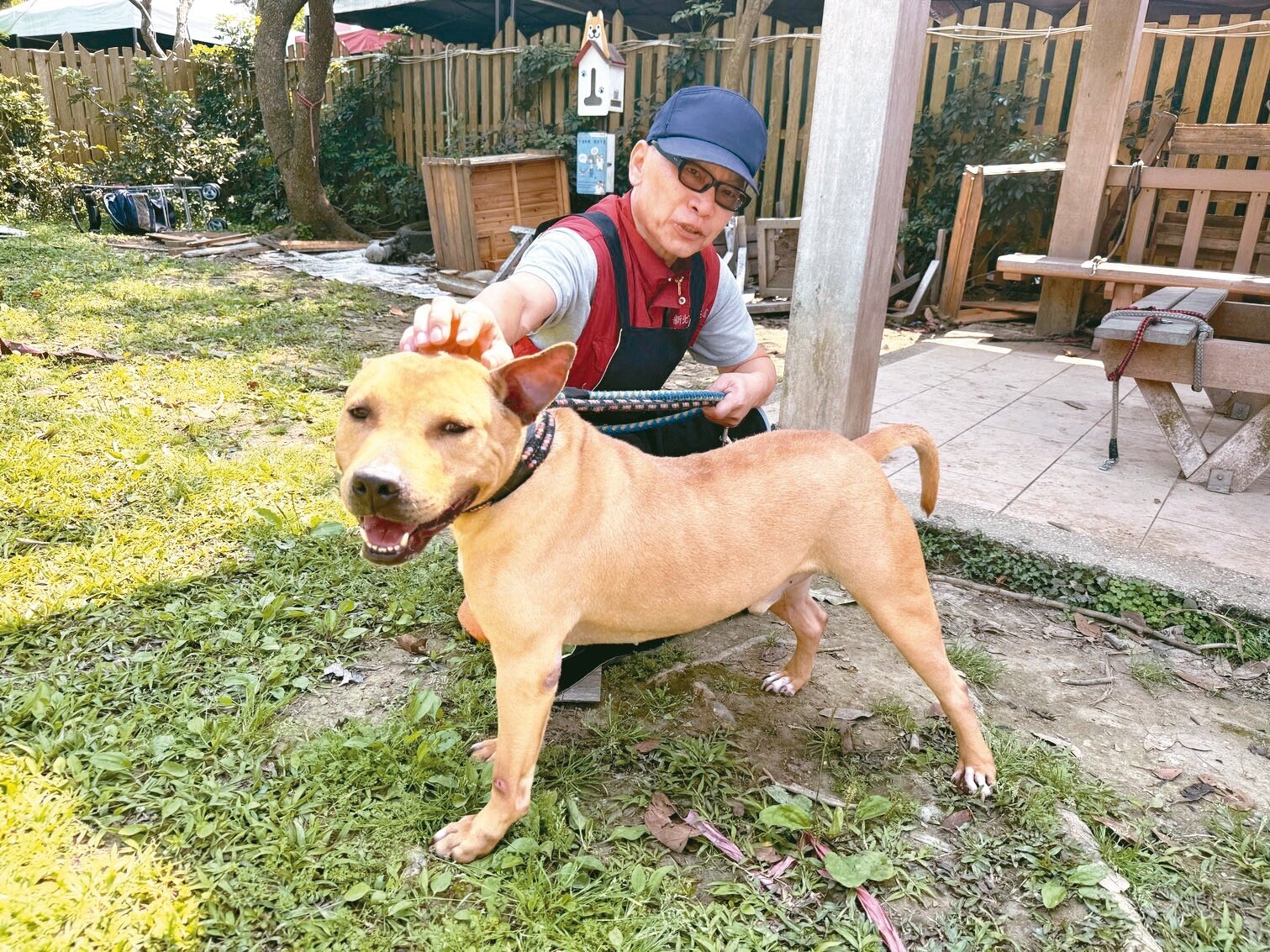 新北今年起全面家訪攻擊性犬隻。圖/聯合報系資料照片