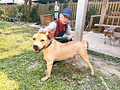 防傷人慘劇再發生！新北281隻攻擊性犬隻　將全面家訪