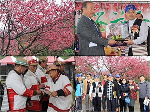 大同櫻花季驚艷原鄉。〔圖/記者張淑玲攝〕