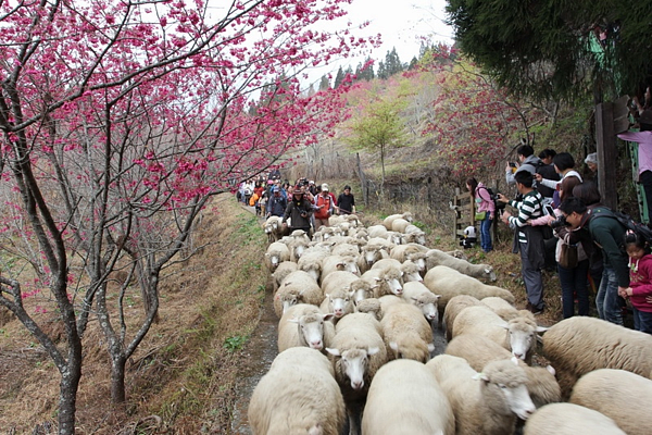 馬躍南投「喜氣羊羊」 清境53週年奔羊節登場