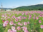 滿州波斯菊盛開　彩花地毯迷人