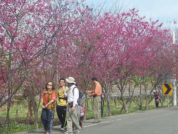 新社區公所前櫻木花道上的櫻花陸續綻放,引來賞花客欣賞櫻花之美。(記者黃玉鼎攝)