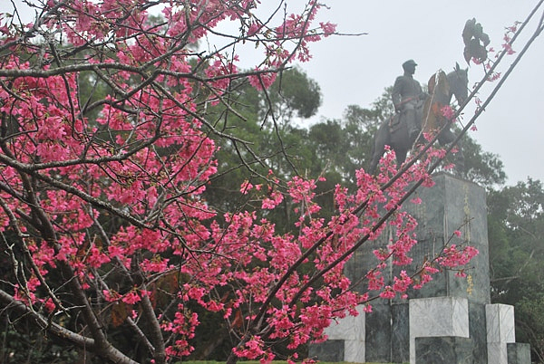 台中市鐵砧山風景區中正公園,日本唐津扶輪社30年前所種的櫻花盛開,美艷奪目,猶如人間仙境,值得遊客剪往觀賞。〔記者陳榮昌/攝〕