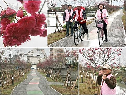羅莊大排水岸環境改造完竣,岸邊的櫻花怒放更添美趣。〔圖/記者張志豪攝〕