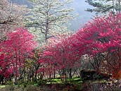 武陵櫻花季　入園賞花及登山總量管制