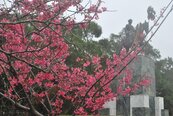 大甲鐵砧山櫻花盛開　美如人間仙境