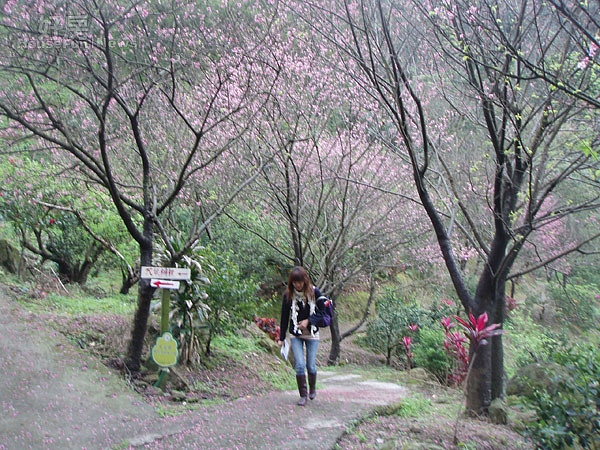 大溪鎮唯一的觀光果園內所種植的一千多株櫻花在過年後相繼盛開,堪稱是全縣櫻花最多的地方。(記者陳寶印攝)