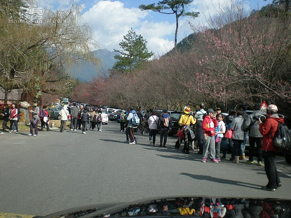 武陵櫻花季豋場,吸引許多遊客上山賞花。(記者黃玉鼎攝)