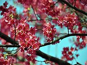 賞櫻何須出國　壽山巖觀音寺滿櫻花