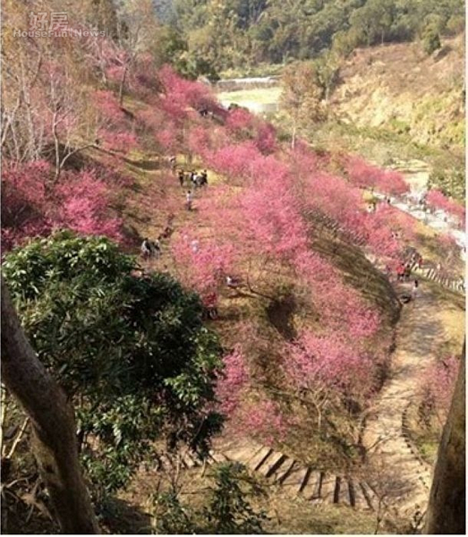 濁水巷櫻花林花開景象，宛如世外桃源。