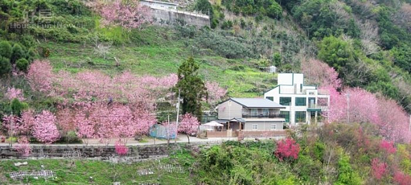 北橫公路上八重櫻等開滿山頭。（攝影／記者陳寶印）
