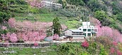 復興鄉拉拉山「櫻木花道」　山櫻花盛開