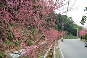賞櫻私房景點　員林百果山櫻花小徑花盛開