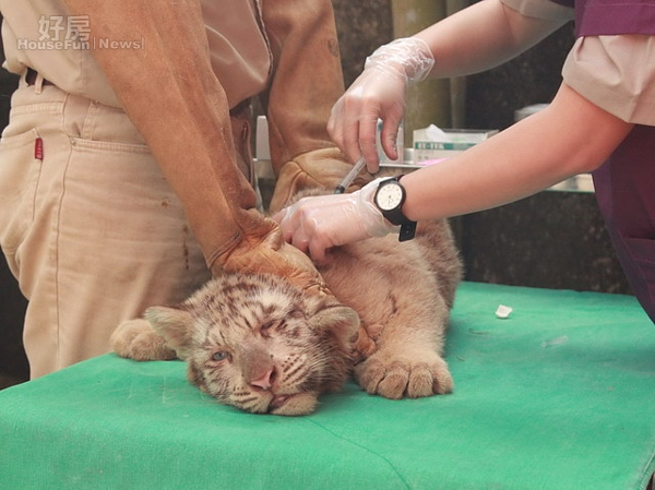 小白老虎打預防針 白雪球三兄弟22日亮相