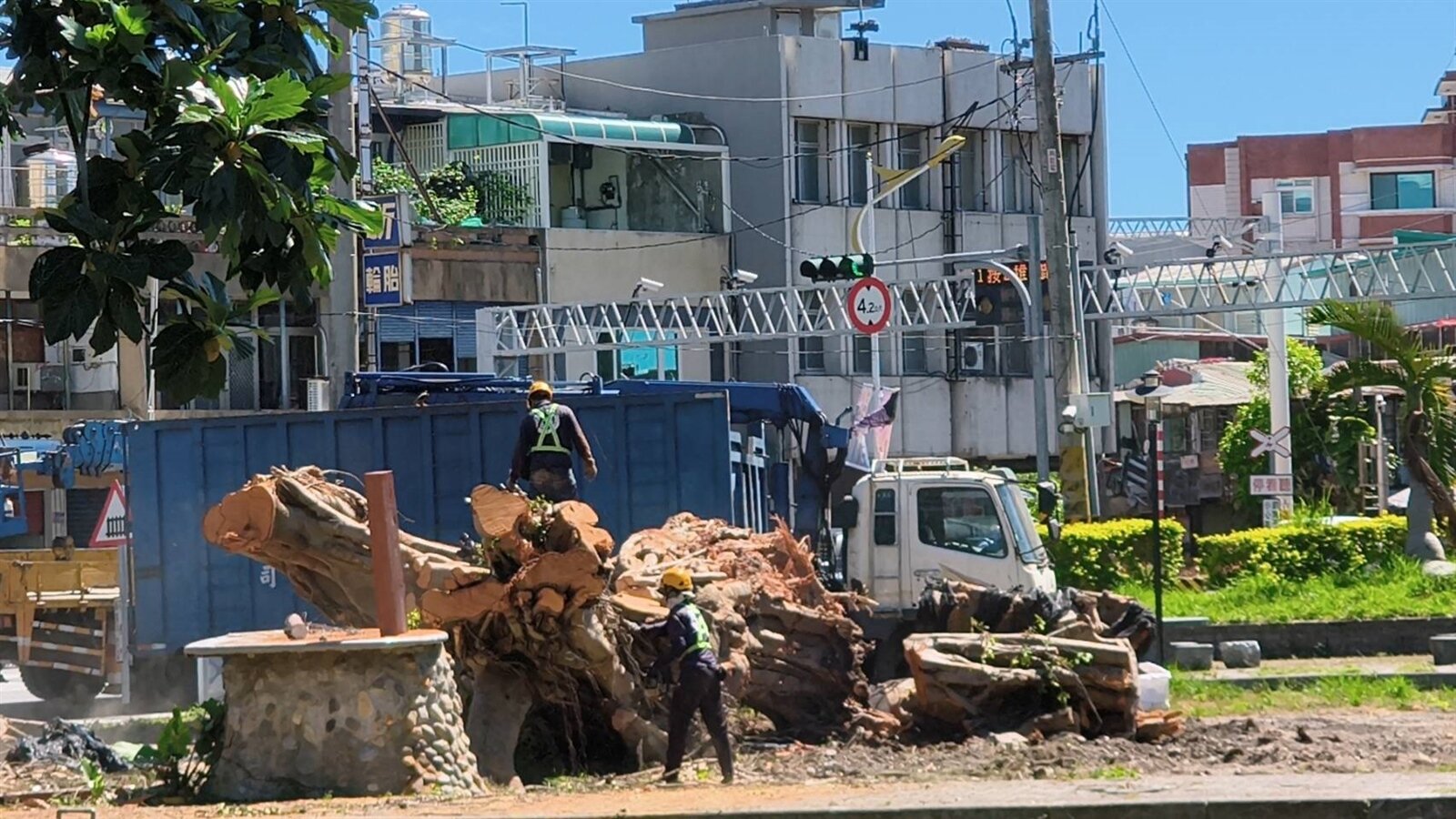花蓮市中華路平交道旁的百年老榕樹根部罹患「樹癌」褐根病,去年不敵颱風強風豪雨倒伏,搶救無果近日被移除。記者王思慧/攝影