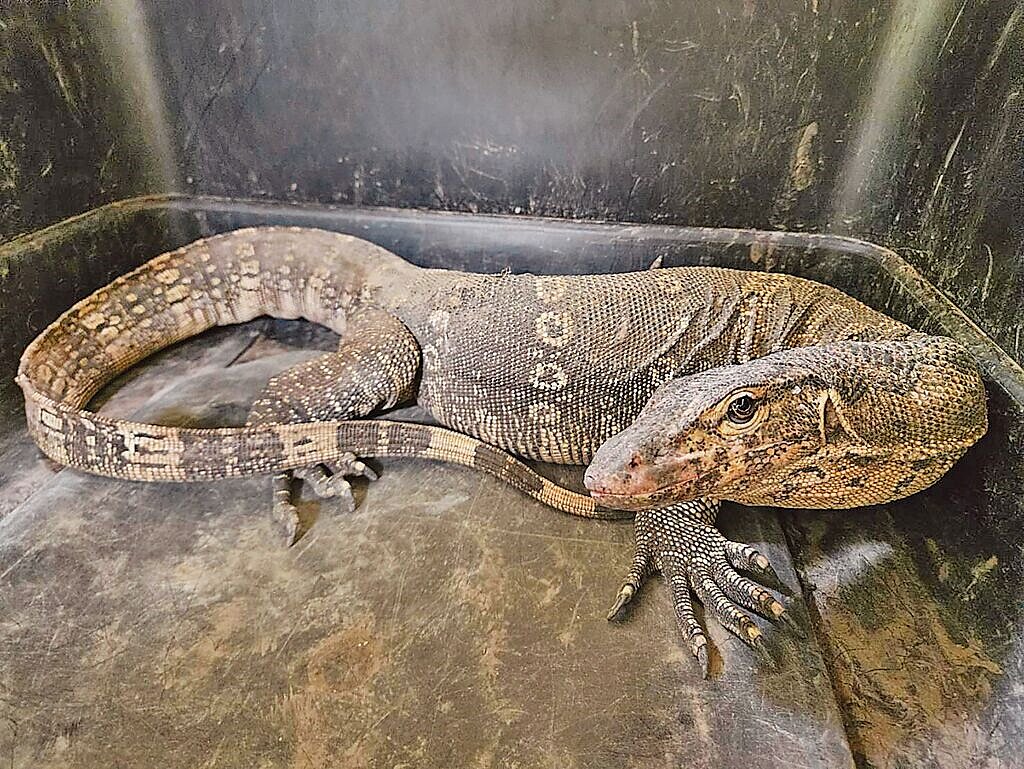 新北市動保處人員6月27日捕捉到來自東南亞的「澤巨蜥」,現已在醫療中心野生動物病房安置。(新北市動保處提供/張鎧乙新北傳真)
