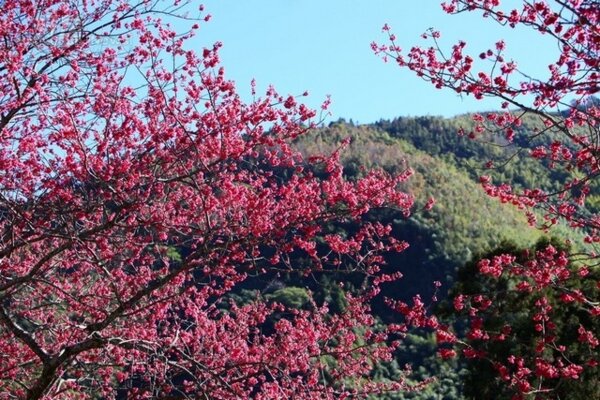 信義鄉草坪頭盛開的櫻花和綠色園林相輝映。