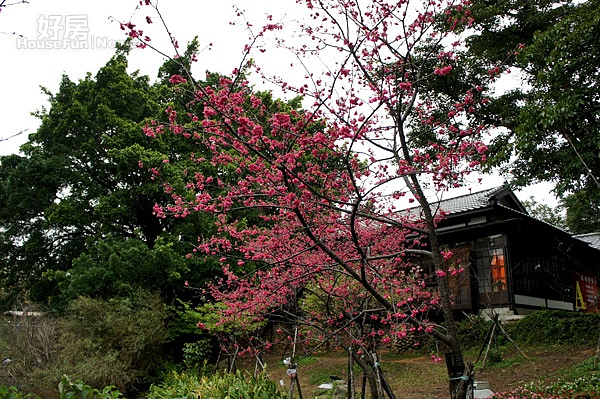 十八尖山賞花月　新竹公園提前開跑