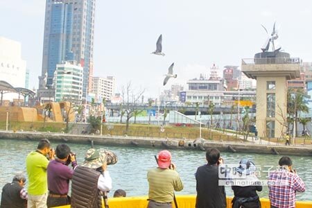 基隆港邊大批民眾欣賞黑尾燕鷗的英姿。(張謙俊攝)