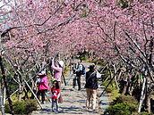 台大茶園鳳凰櫻花隧道　鹿谷浪漫綻放
