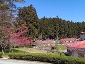 2萬坪櫻花盛開　阿里山賞櫻好景點