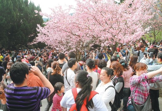 228連續假期又逢好天氣，陽明山公園櫻花盛開，一早就湧入賞花人潮，預估昨天上山賞花達6萬人次。   圖／曾吉松