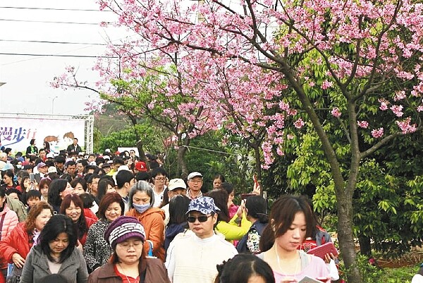 三芝區櫻花陸續盛開，昨在「三生步道」辦健行、路跑，吸引民眾參加。 記者吳文良／攝影