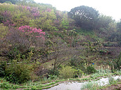 北投私密賞櫻景點　風尾步道吉野粉櫻繽紛花海