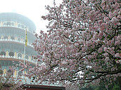 天元宮櫻花季　公車與計程車共乘齊接駁