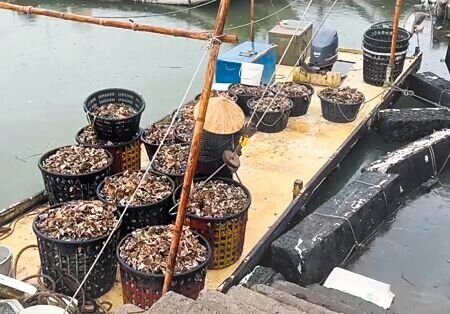 雲林縣沿海地區部分漁民6日趕往近海搶收牡蠣。(張朝欣攝)