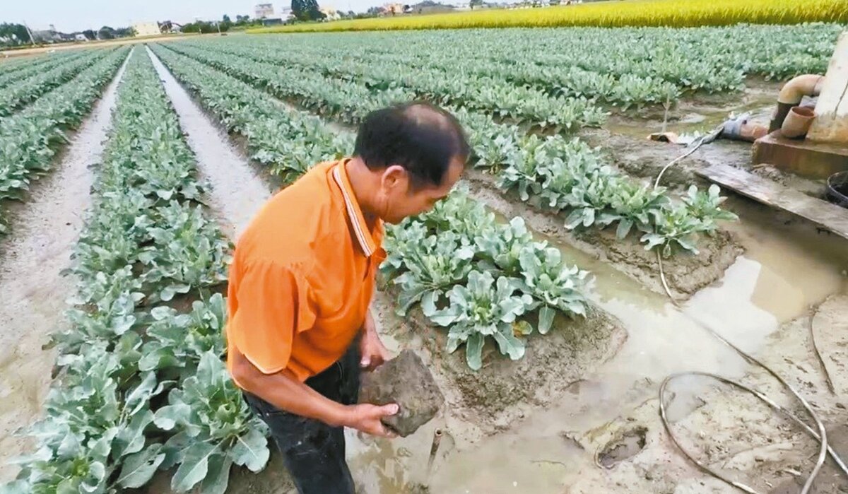丹娜絲颱風影響西半部劇烈,彰化菜農說花椰菜田泡在水中,趕緊出動抽水機抽水。圖/民眾提供