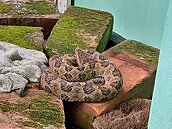 家中有毒蛇出沒！瑞芳民眾整理廚房　將龜殼花誤認繩索