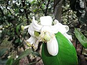 二水柚花開滿山　二八灣古道處處馨香