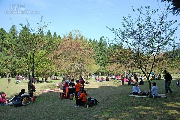 由魚池鄉公所、九族文化村、貞藏茶坊、小瓶子茶布坊聯合舉辦的櫻花茶會,吸引了來自全國各地的茶藝師參與。(攝影/記者吳素珍)