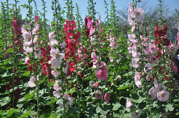 蜀葵花文化節 3月南市學甲區登場