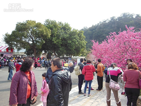 大甲警分局泰安派出所，種植60多棵櫻花樹於過年前後綻放嬌艷，吸引不少遊客前來觀賞及拍照，嚴然成為后里主要觀光景點。〔記者陳榮昌／攝〕