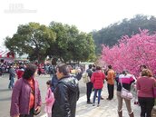泰安派出所櫻花綻發　遊客湧進如觀光區